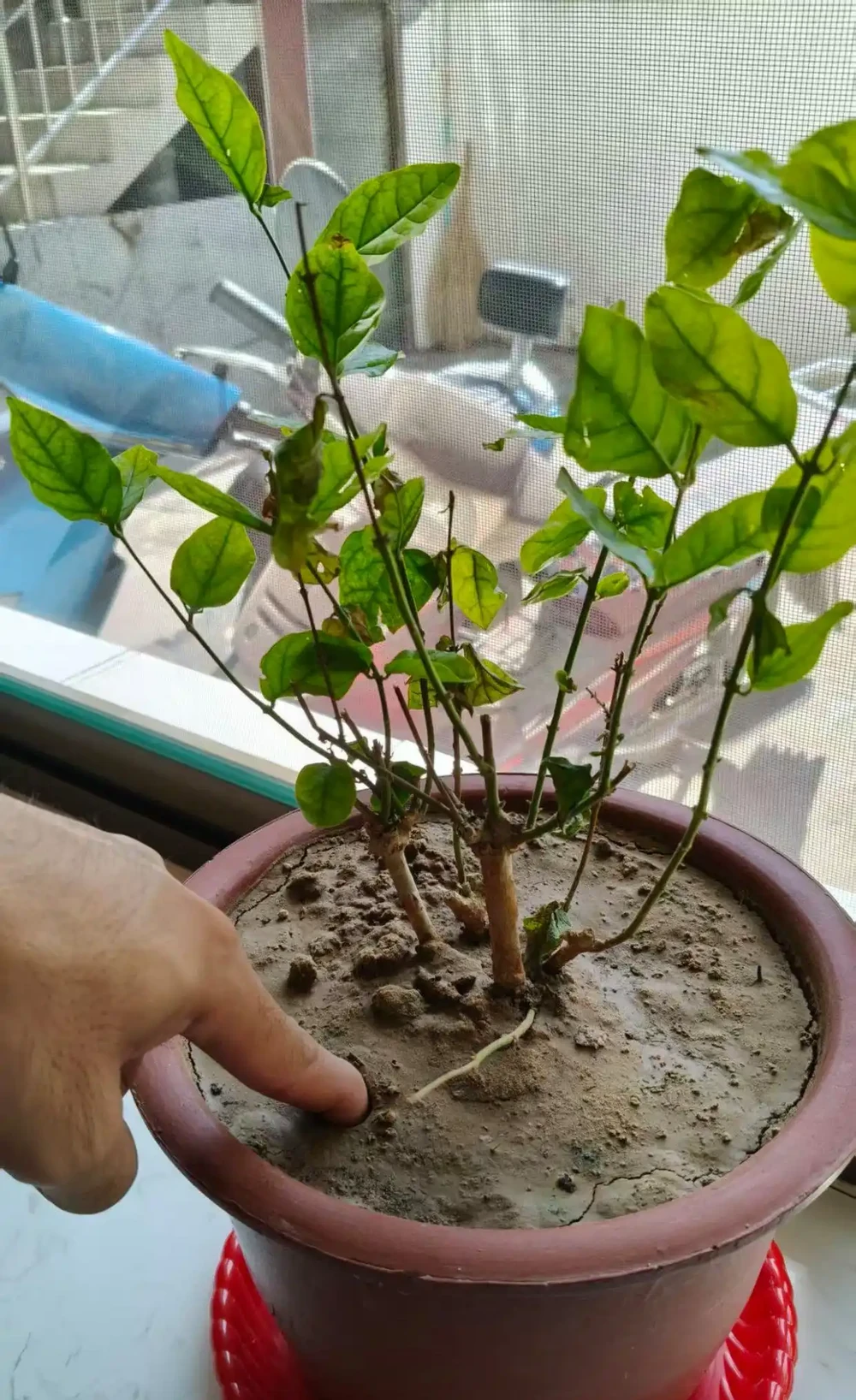 停止澆水