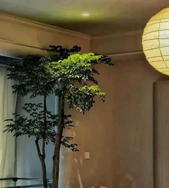 別再養黃金葛了!這盆「幸福樹」才是客廳扛把子,好養、旺家、能淨化空氣
