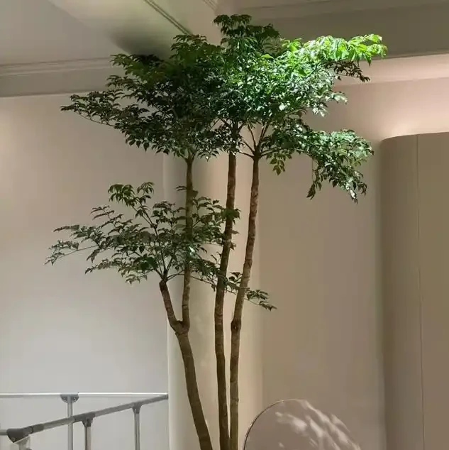 別再養黃金葛了!這盆「幸福樹」才是客廳扛把子,好養、旺家、能淨化空氣