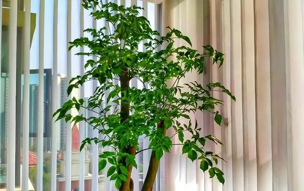 別再養黃金葛了!這盆「幸福樹」才是客廳扛把子,好養、旺家、能淨化空氣