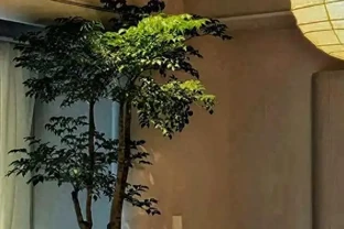 別再養黃金葛了！這盆「幸福樹」才是客廳扛把子，好養、旺家、能淨化空氣