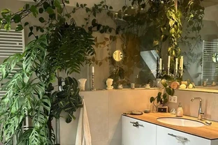 浴室和衛生間裡蕨類都難養好，這6種植物卻可以考慮