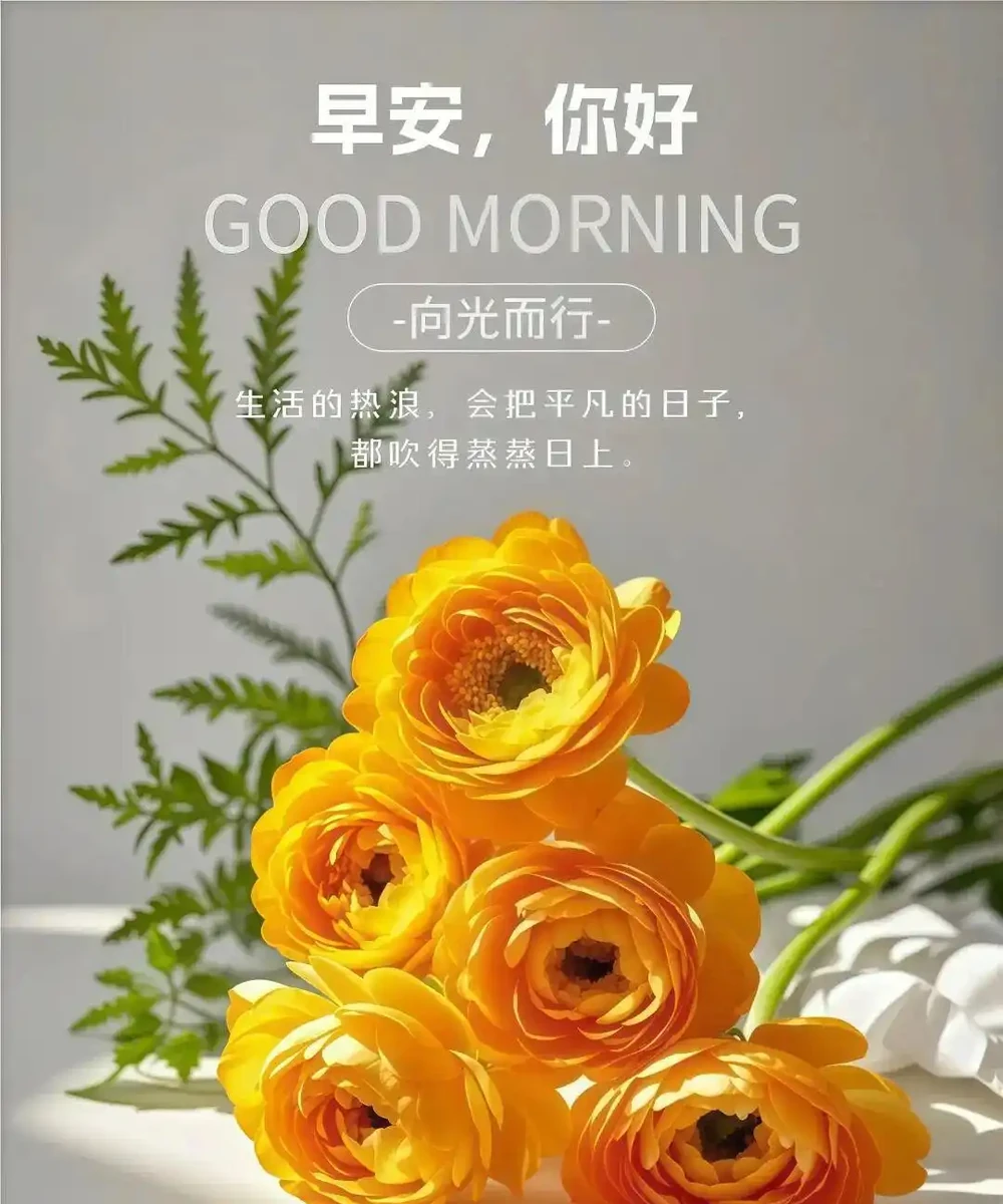 18張頂漂亮的玫瑰花早安圖帶著花香與祝福向您而來，請開心收下吧