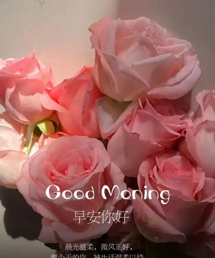 18張頂漂亮的玫瑰花早安圖帶著花香與祝福向您而來，請開心收下吧