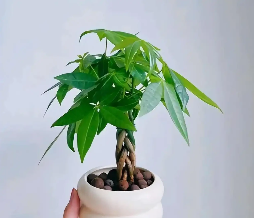 養了十年花才明白:七月發財樹、梔子花、茉莉花、紫茉莉,澆得越多開得越旺