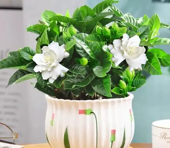 養了十年花才明白:七月發財樹、梔子花、茉莉花、紫茉莉,澆得越多開得越旺