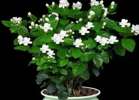 養了十年花才明白:七月發財樹、梔子花、茉莉花、紫茉莉,澆得越多開得越旺