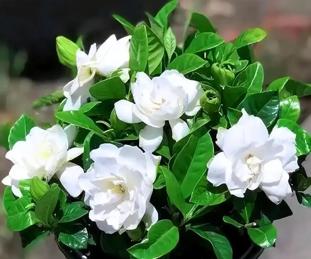 養了十年花才明白:七月發財樹、梔子花、茉莉花、紫茉莉,澆得越多開得越旺