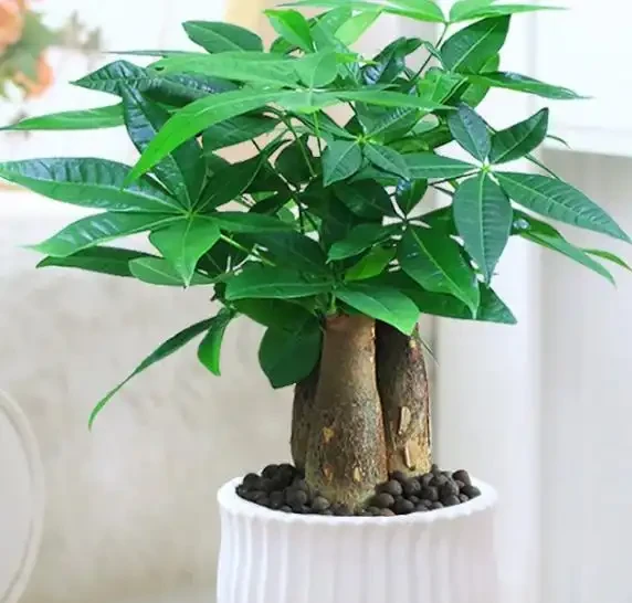 養了十年花才明白:七月發財樹、梔子花、茉莉花、紫茉莉,澆得越多開得越旺