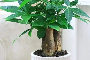 養了十年花才明白：七月發財樹、梔子花、茉莉花、紫茉莉，澆得越多開得越旺