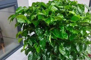 夏天幸福樹瘋長徒長、黃葉掉葉？3個技巧，葉片油綠不徒長！