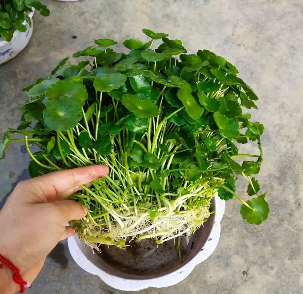 銅錢草半土半水長得好,室內養護缺光照?加個補光燈,葉子大如碗