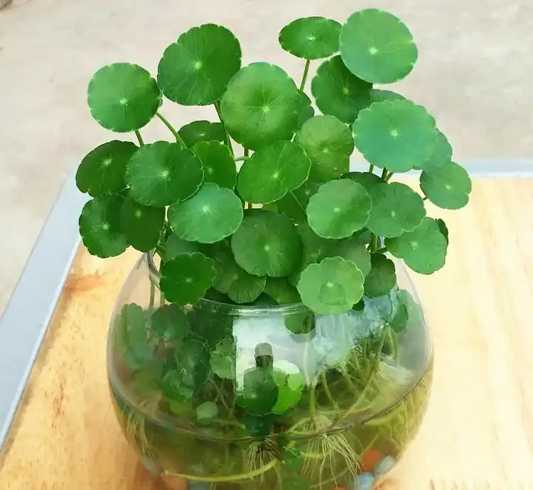 銅錢草半土半水長得好,室內養護缺光照?加個補光燈,葉子大如碗