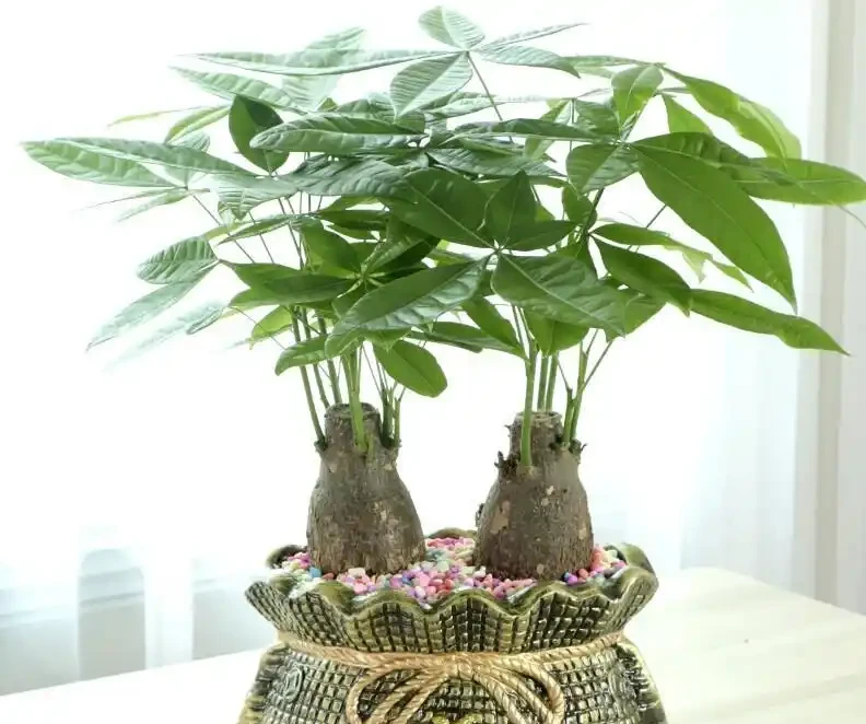 發財樹腐根別扔!一個花房老哥忘澆半年水,結果長出新芽你手太勤才是罪魁禍首