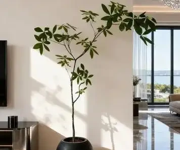 千萬別再天天澆水了!發財樹「保命」的3個法則,葉子油亮撐滿盆