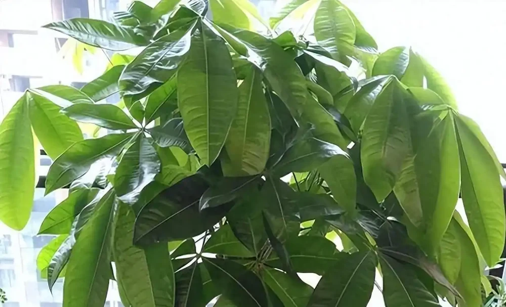 家裡養發財樹,澆水是「死穴」!學會「插筷子」大法,告別腐根黃葉,一年四季綠油油