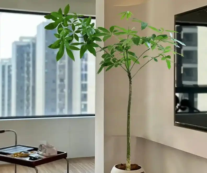 千萬別再天天澆水了!發財樹「保命」的3個法則,葉子油亮撐滿盆