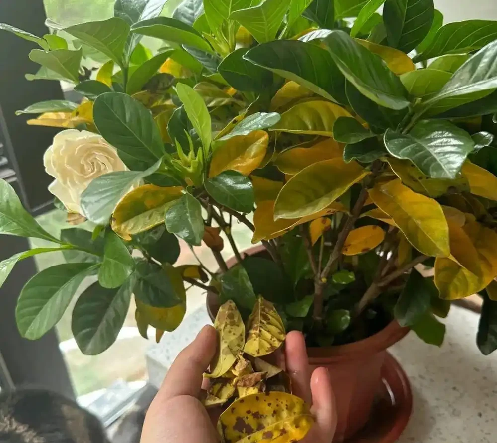 7種過期的小藥片都是 「養花寶」,專治腐根、黃葉!