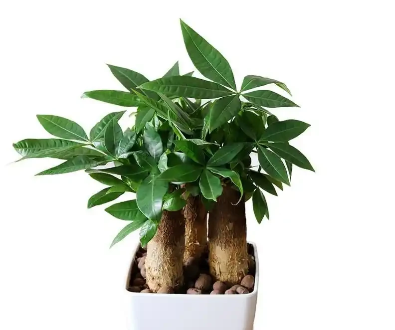 發財樹腐根別扔!一個花房老哥忘澆半年水,結果長出新芽你手太勤才是罪魁禍首