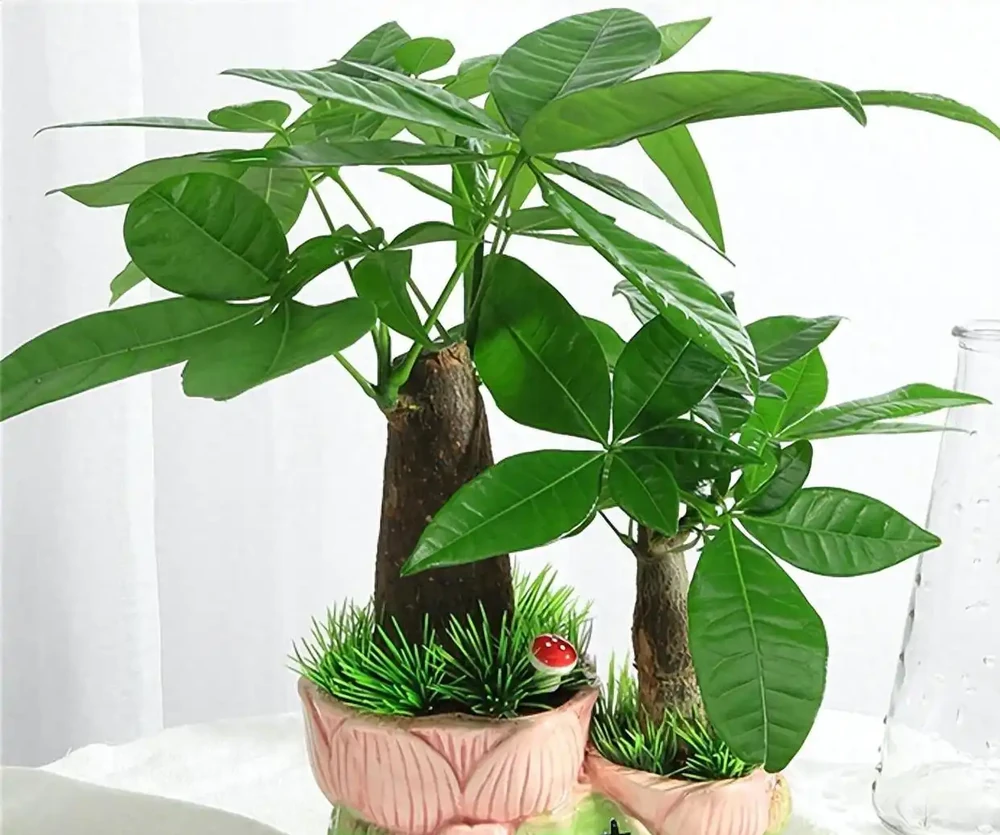 發財樹腐根別扔!一個花房老哥忘澆半年水,結果長出新芽你手太勤才是罪魁禍首