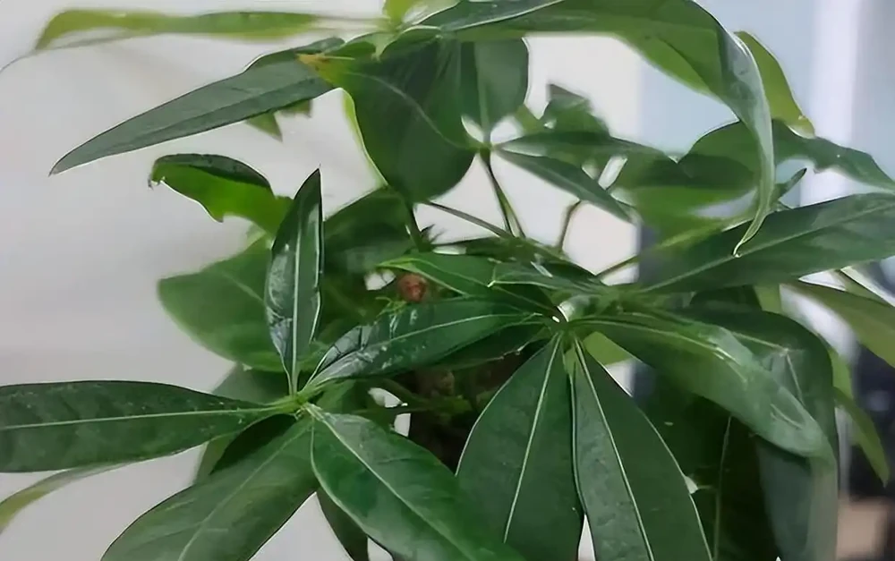 家裡養發財樹,澆水是「死穴」!學會「插筷子」大法,告別腐根黃葉,一年四季綠油油