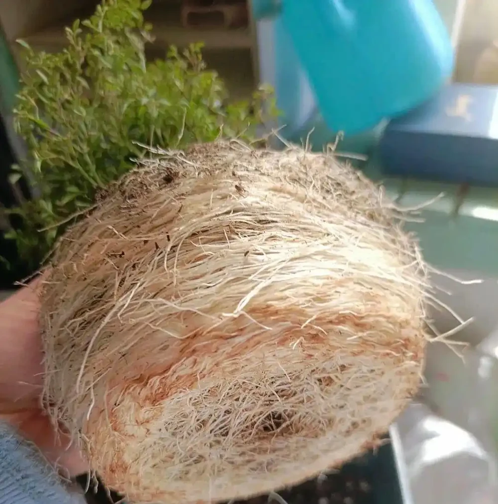 7種過期的小藥片都是 「養花寶」,專治腐根、黃葉!