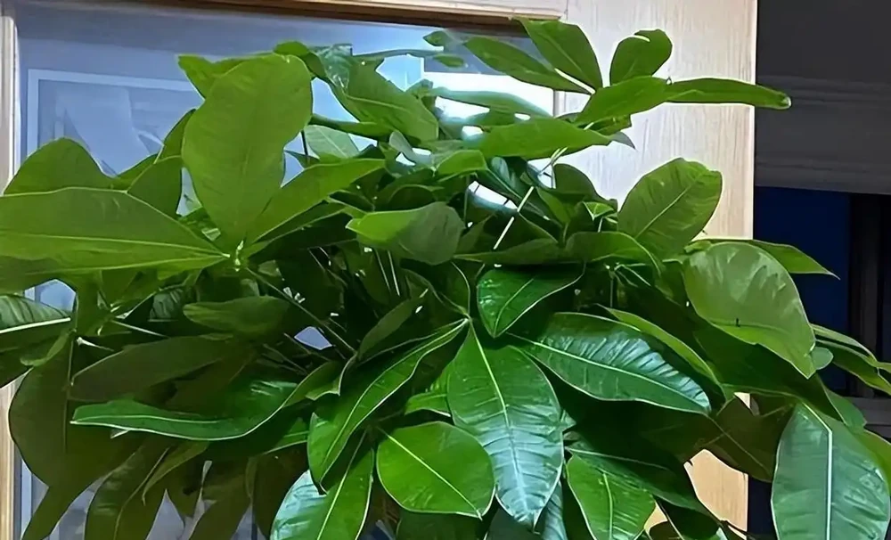 家裡養發財樹,澆水是「死穴」!學會「插筷子」大法,告別腐根黃葉,一年四季綠油油