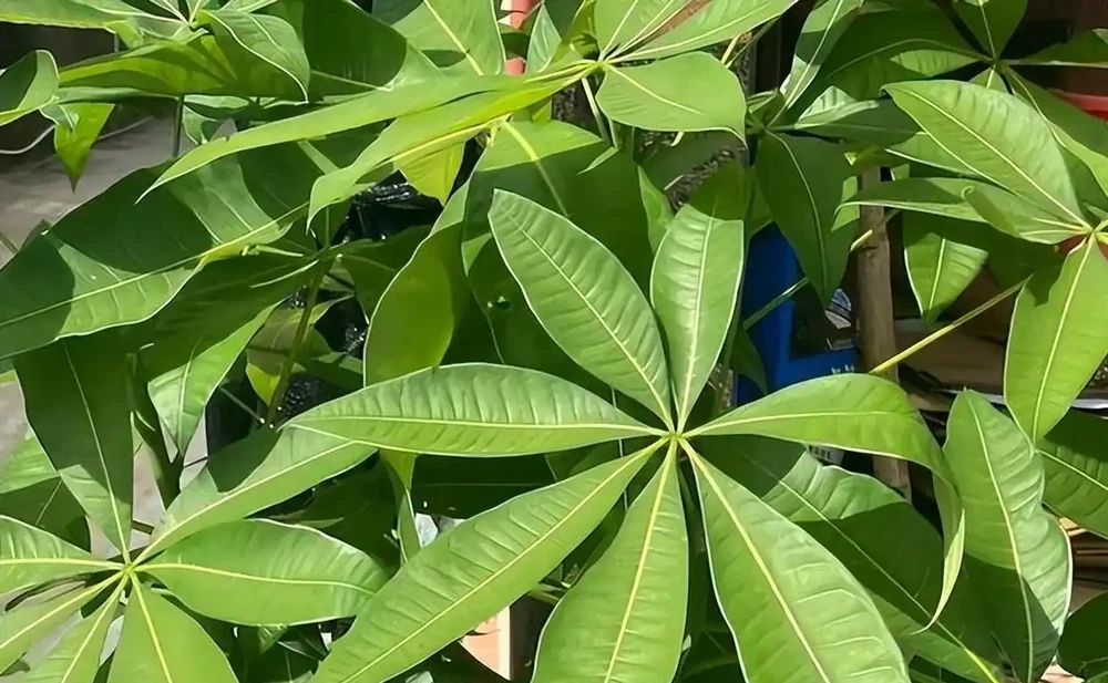 家裡養發財樹,澆水是「死穴」!學會「插筷子」大法,告別腐根黃葉,一年四季綠油油