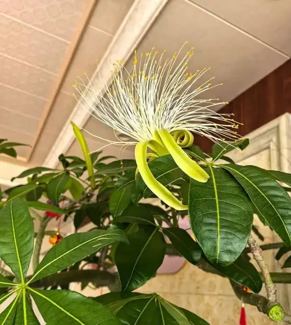 10盆發財樹9盆不開花！為什麼別人養13年能開，你養7年只長葉？看完這5個養護門道就懂了
