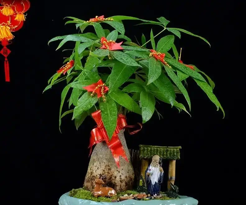 發財樹腐根別扔!一個花房老哥忘澆半年水,結果長出新芽你手太勤才是罪魁禍首