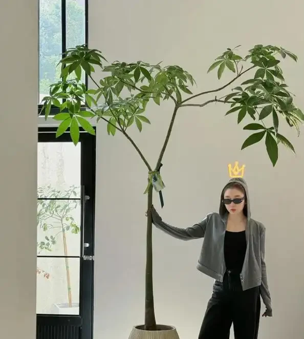 10盆發財樹9盆不開花！為什麼別人養13年能開，你養7年只長葉？看完這5個養護門道就懂了