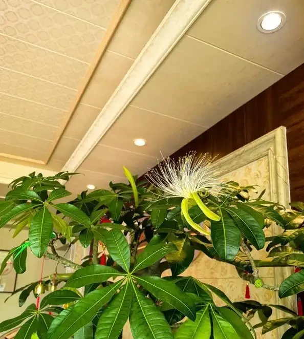 10盆發財樹9盆不開花！為什麼別人養13年能開，你養7年只長葉？看完這5個養護門道就懂了