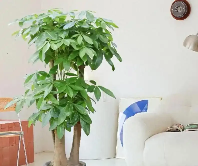 千萬別再天天澆水了!發財樹「保命」的3個法則,葉子油亮撐滿盆