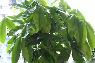 家裡養發財樹，澆水是「死穴」！學會「插筷子」大法，告別腐根黃葉，一年四季綠油油