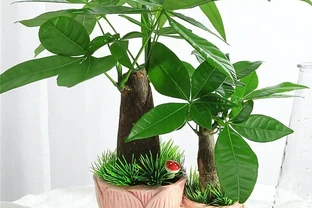 發財樹腐根別扔！一個花房老哥忘澆半年水，結果長出新芽你手太勤才是罪魁禍首