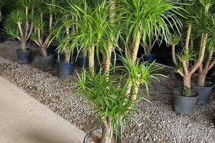 龍血樹幹尖像烤焦？空氣濕度往上提，旁邊放水加噴霧，頂簇新葉抽出來