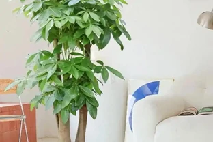 千萬別再天天澆水了！發財樹「保命」的3個法則，葉子油亮撐滿盆