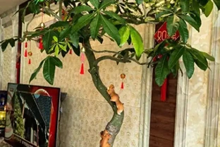 10盆發財樹9盆不開花！為什麼別人養13年能開，你養7年只長葉？看完這5個養護門道就懂了