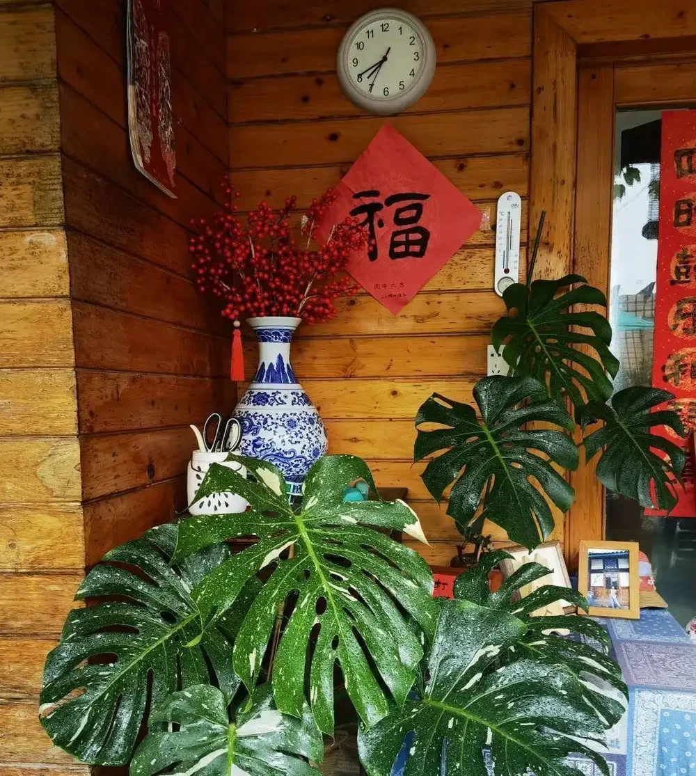 從巴掌大到一米寬,這棵龜背芋的「開背秘訣」,今天全部公開