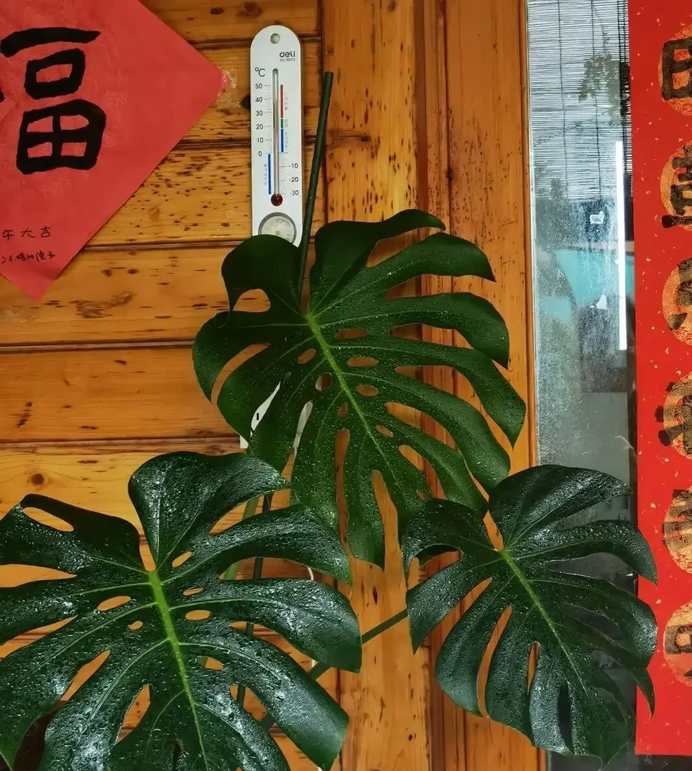 從巴掌大到一米寬,這棵龜背芋的「開背秘訣」,今天全部公開