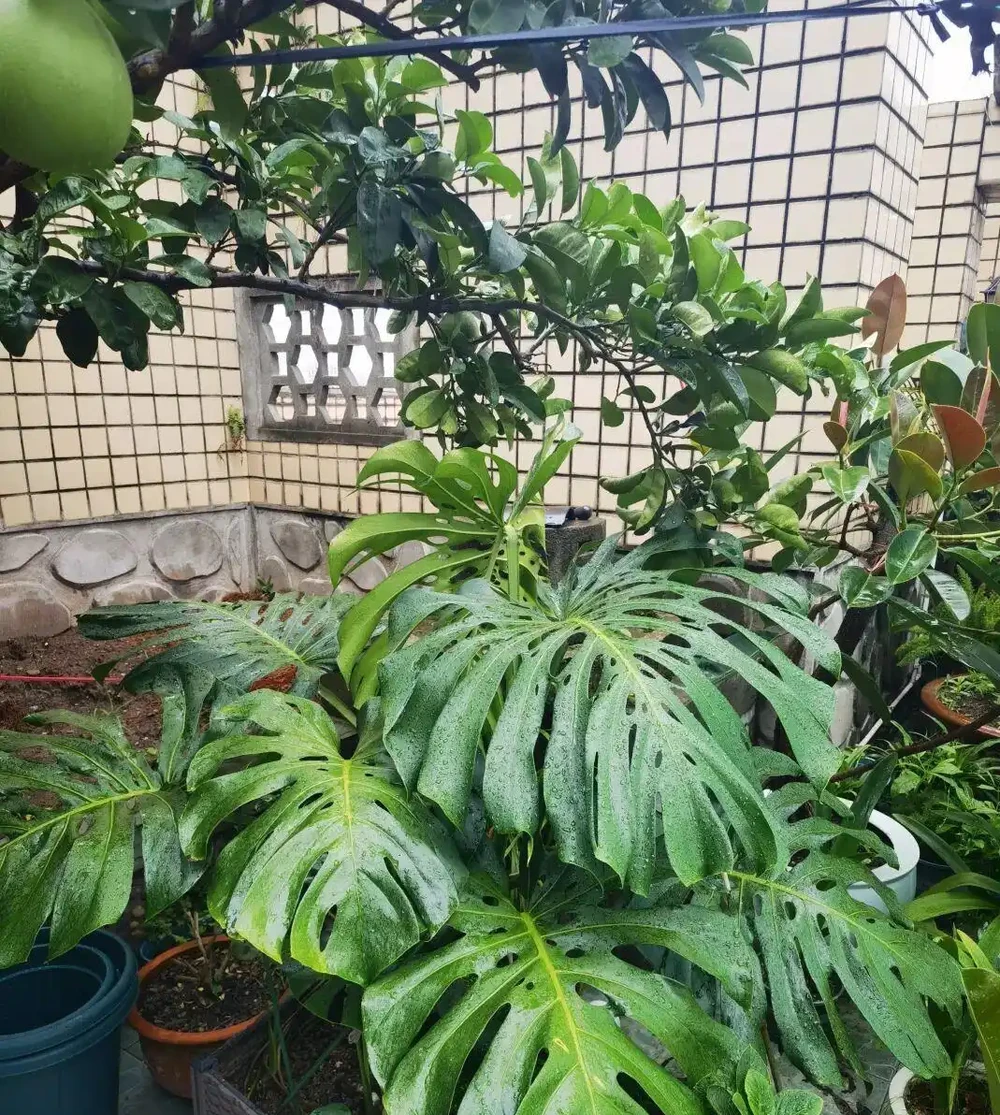 從巴掌大到一米寬,這棵龜背芋的「開背秘訣」,今天全部公開