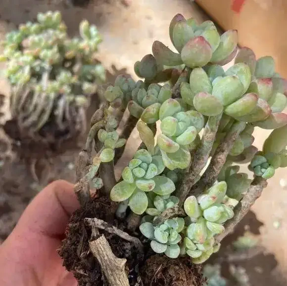 多肉要施肥嗎?純顆粒栽種,加點複合肥料,增強多肉抵抗力!