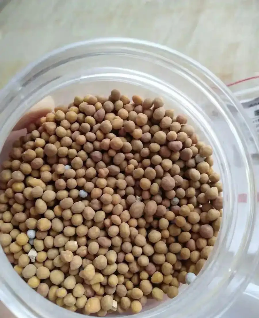多肉要施肥嗎?純顆粒栽種,加點複合肥料,增強多肉抵抗力!