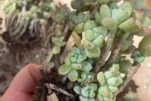 多肉要施肥嗎？純顆粒栽種，加點複合肥料，增強多肉抵抗力！