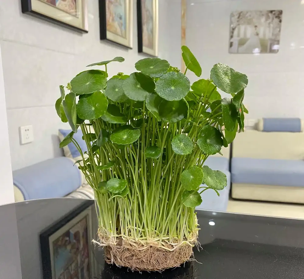銅錢草越養越瘦?半土半水養,太陽底下曬,滿盆銅錢圓又大