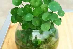 銅錢草越養越瘦？半土半水養，太陽底下曬，滿盆銅錢圓又大