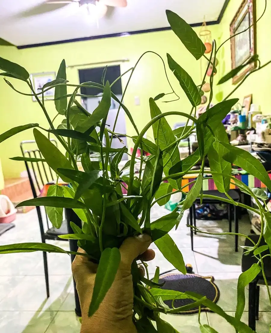 萬年竹影片：水耕瓶里加這個，10年不黃葉