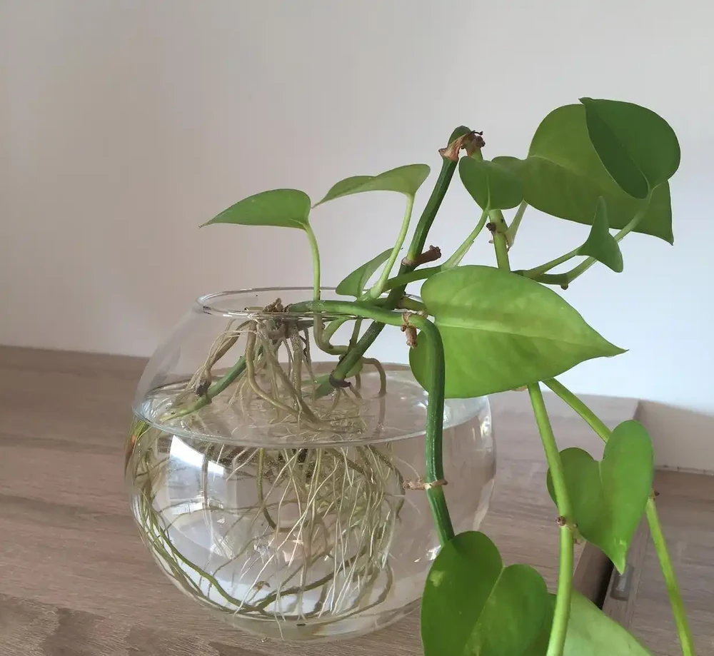 萬年竹影片:水耕瓶里加這個,10年不黃葉