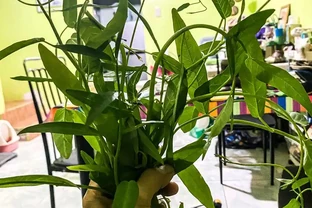 萬年竹影片：水耕瓶里加這個，10年不黃葉