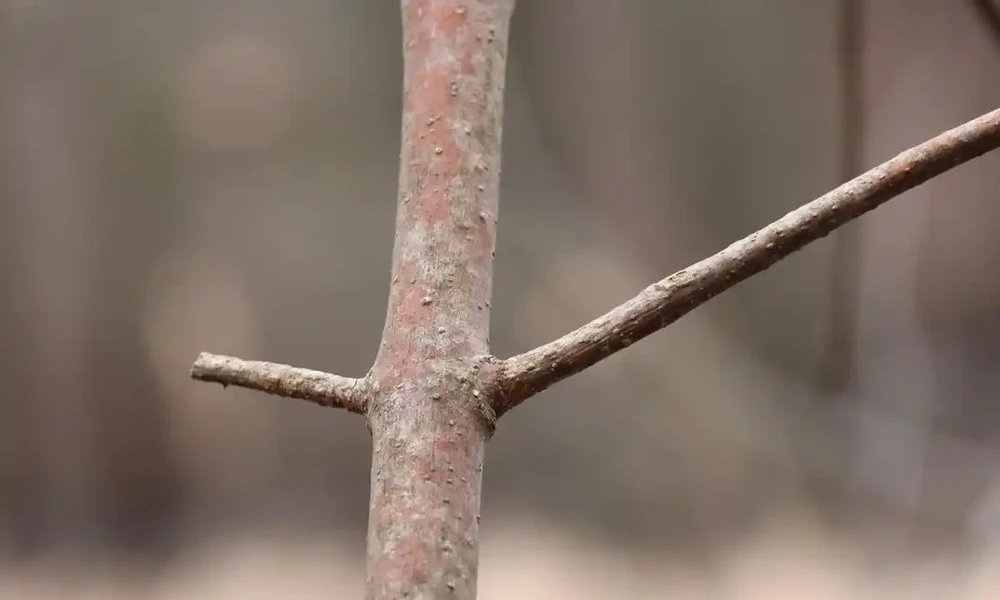 插枝總黑杆？試試這個玫瑰花繁殖方法，長根快成活率高